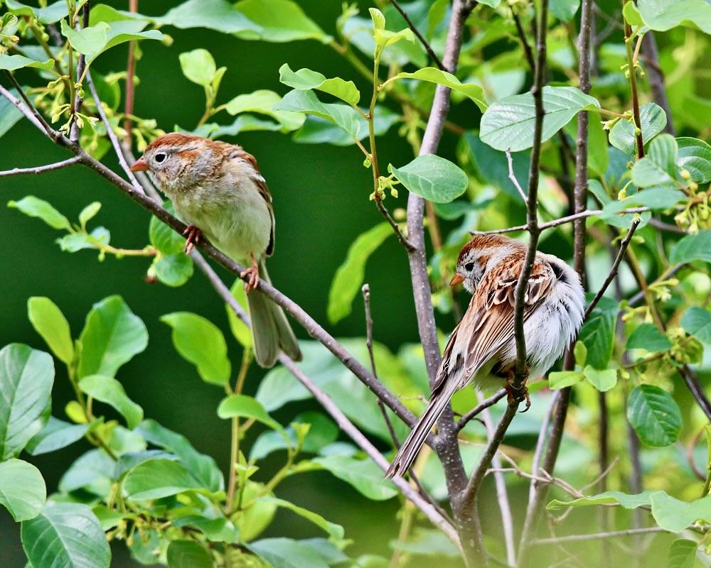 Field Sparrow - Spizella pusilla by tcmurray74 is licensed under CC BY-NC 2.0.